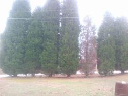 9SweetbriarTreesNewnan-20131206-00494