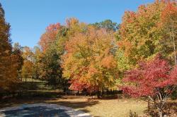 383StoneyPointFallTrees-DSC_0001