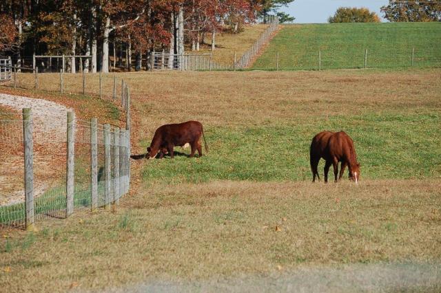 383StoneyPointHorseCow-DSC_0004