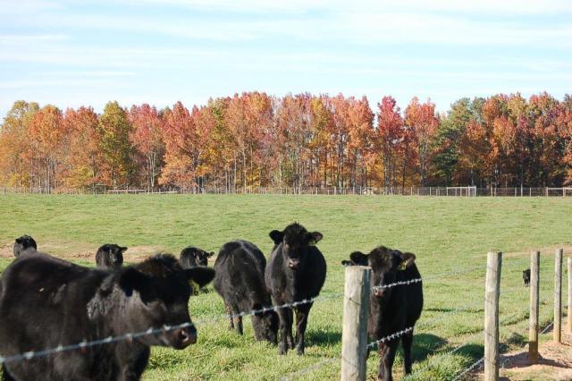383StoneyPointCloseCows-DSC_0013