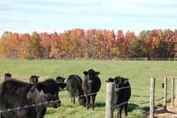 383StoneyPointCloseCows-DSC_0013