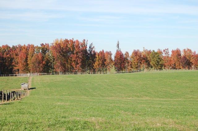 383StoneyPointPasture2-DSC_0014