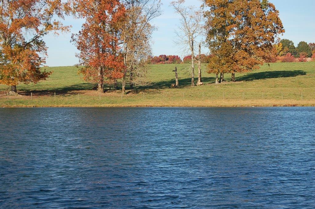 383StoneyPointLake&Trees-DSC_0050