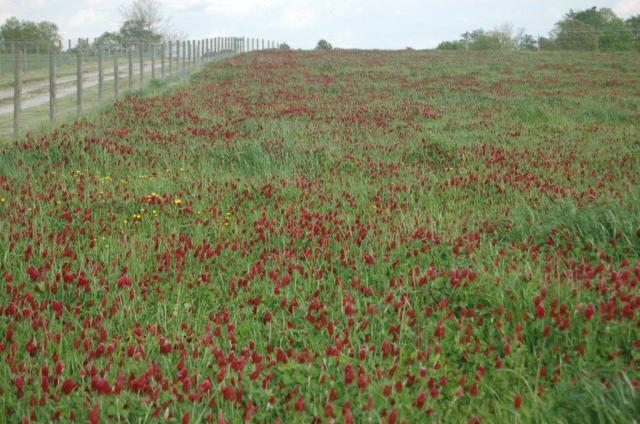 383StoneyPointRedbuds-DSC_0014
