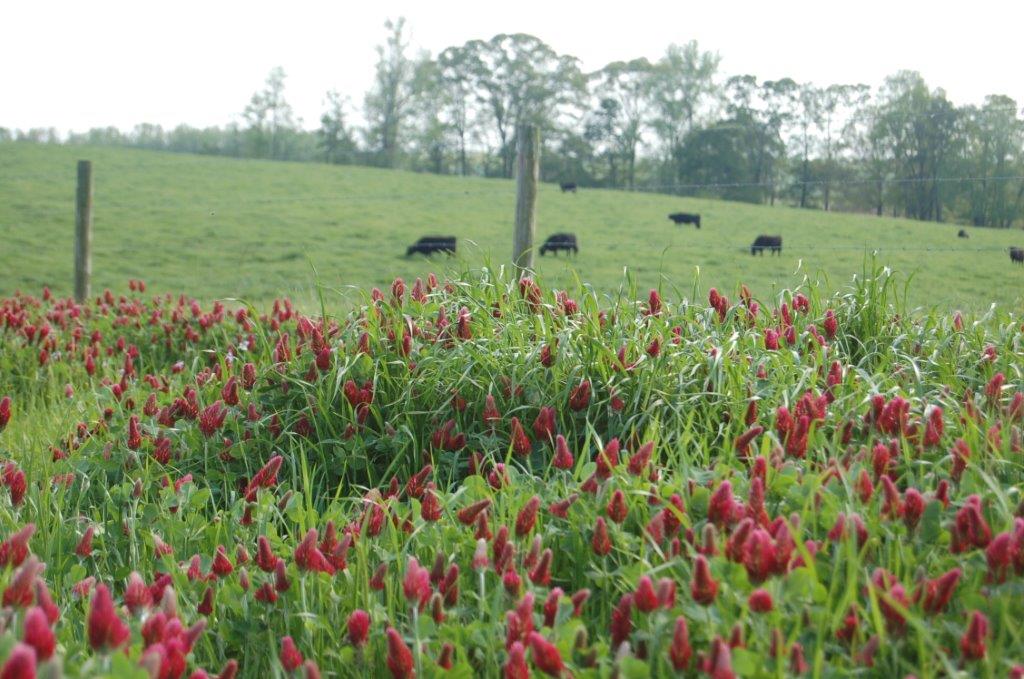 383stoneyPointRed&Cows-DSC_0018