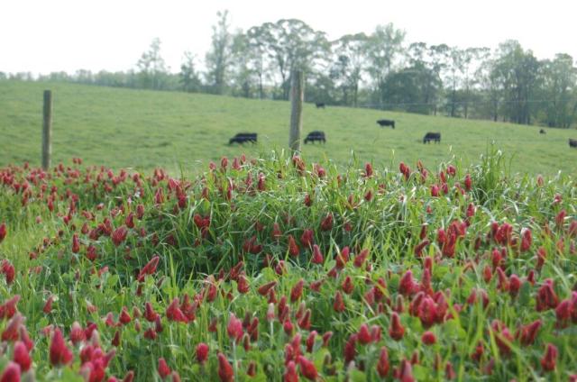 383stoneyPointRed&Cows-DSC_0018