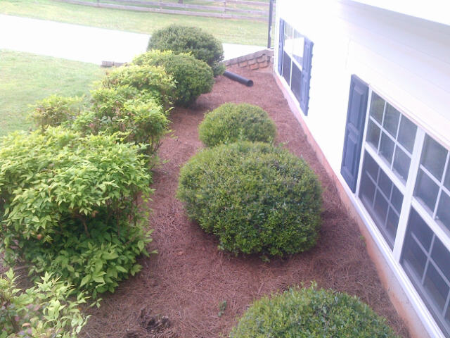 7975WCarrollShrubs-Carrollton-20140527-01065