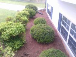 7975WCarrollShrubs-Carrollton-20140527-01065