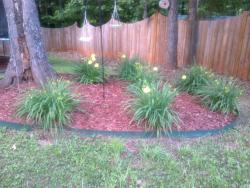227LostLakeTrailFlowers-IMG-20140521-01016